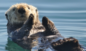 Sea otter in Glacier Bay.  Image courtesy of the National Park Service.