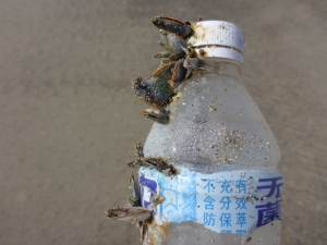 Hmm, a Japanese water bottle covered with gooseneck barnacles.  Leave it on the beach, or carry it to the trash?