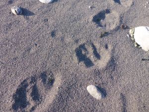 Some mighty big black bear tracks along the lost coast.