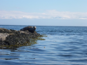 A harbor seal uses its ample blubber to rest on what would otherwise be an unbearably uncomfortable rock.